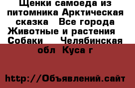 Щенки самоеда из питомника Арктическая сказка - Все города Животные и растения » Собаки   . Челябинская обл.,Куса г.